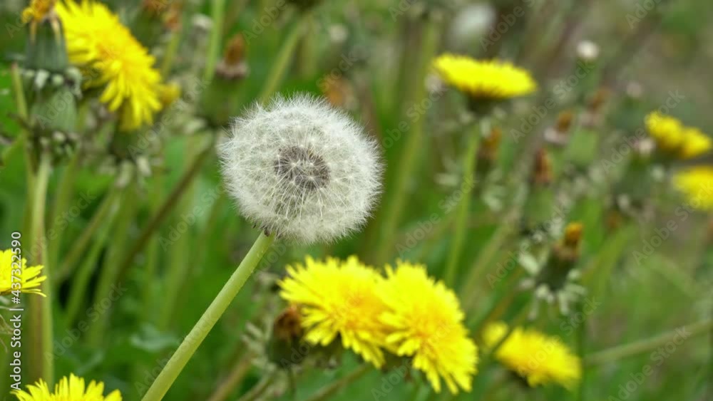 Dandelion with seeds swaying in the wind in wild meadow - Static closeup Dandelion with seeds swaying in the wind in wild meadow - Static closeup