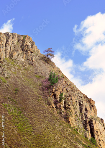 A tree on the rocks. A mountain pine tree on a steep rocky slope against a blue sky with white clouds. Siberia, Russia