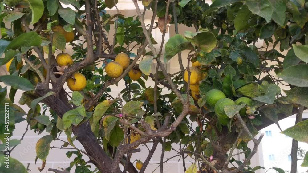 Yellow and green lemons in a tree ready for harvest, 4K Yellow and green lemons in a tree ready for harvest, 4K