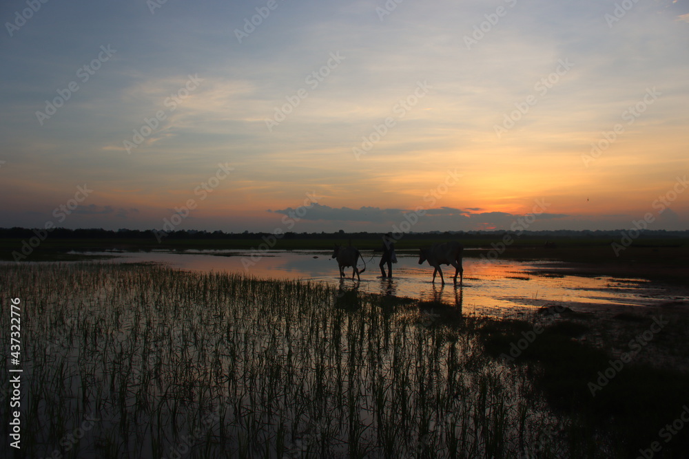 Cambodia. West Lake. Sunrise. The shepherd leads his cows to pastures. Siem Reap province. Cambodia. West Lake. Sunrise. The shepherd leads his cows to pastures. Siem Reap province.