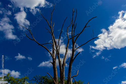 dead tree