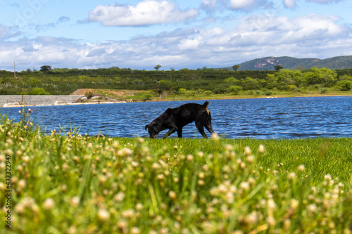 dog