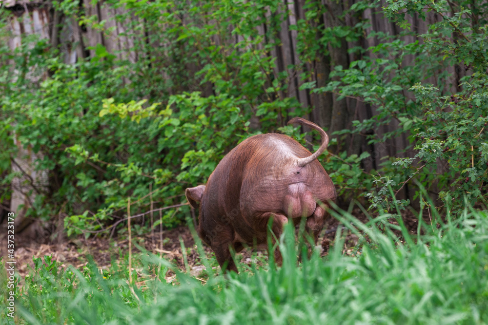 piglet with dark brown hair and curled pig tail in a cage eating grass on a pig pork farm piglet with dark brown hair and curled pig tail in a cage eating grass on a pig pork farm