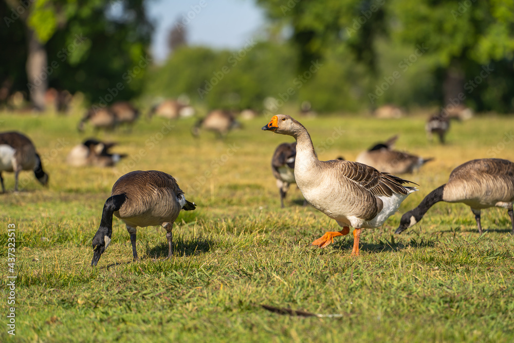 A white-gray goose with orange beak grazes on the meadow. A white-gray goose with orange beak grazes on the meadow.