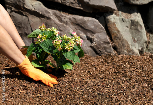 Valokuvatapetti Gloved hands planting a new hydrangea shrub in flowerbed with rock retaining wal