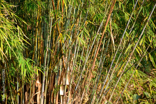 Thin variety of bamboo of himalaya mountain .