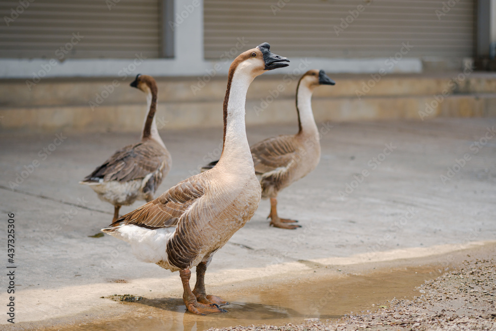 Greylag goose standing on the concrete with watery. Greylag goose standing on the concrete with watery.