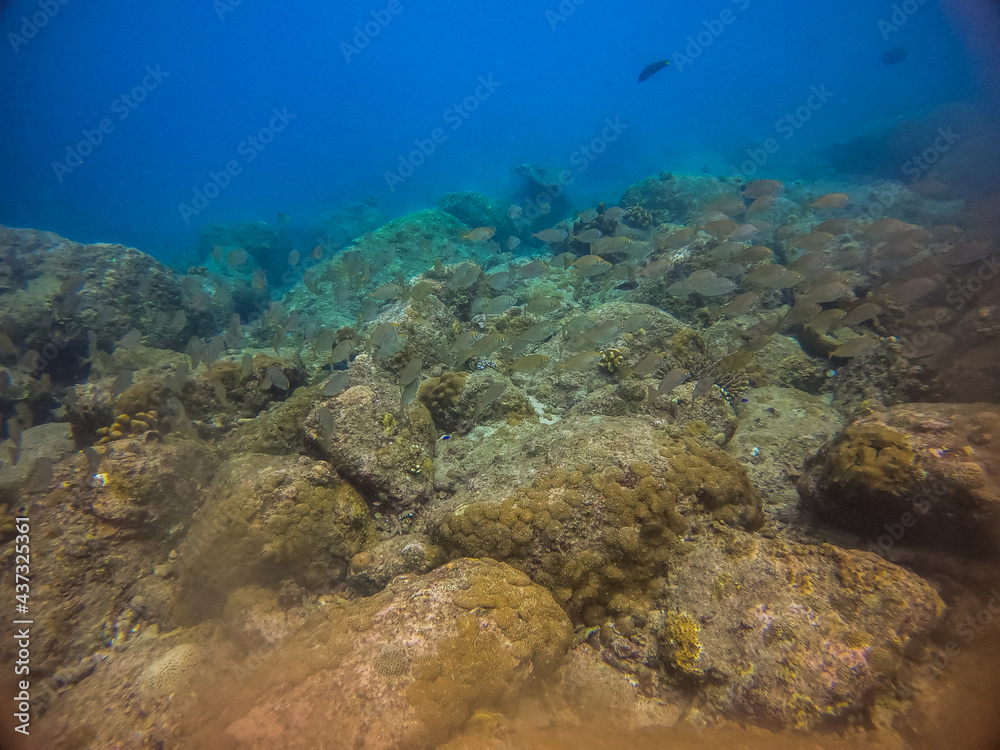 Fototapeta premium A group of fish under the sea in the shore 