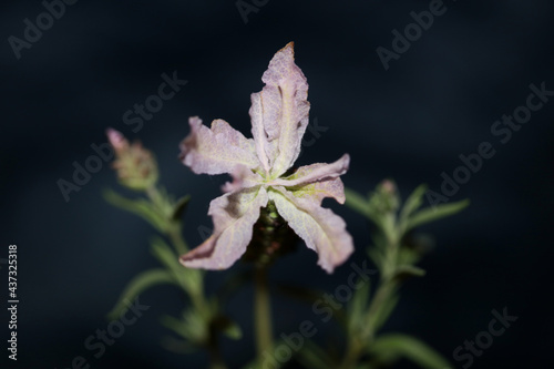 Aromatic plant blossom close up background lavandula stoechas family lamiaceae botanical high quality big size print
