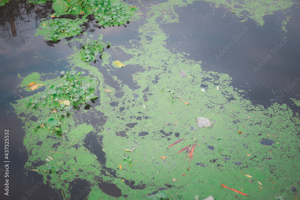 Small duckweed and garbage in canal