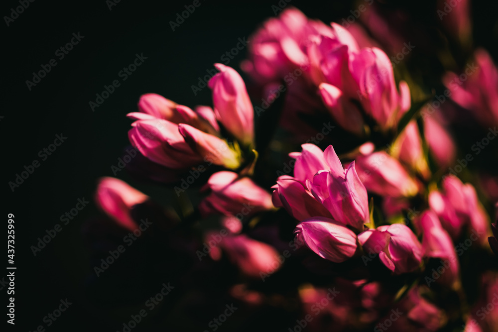 Obraz premium 花束 Bouquet