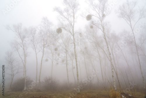 霧に霞むヤドリギをつけた白樺の林