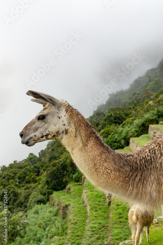 Peru