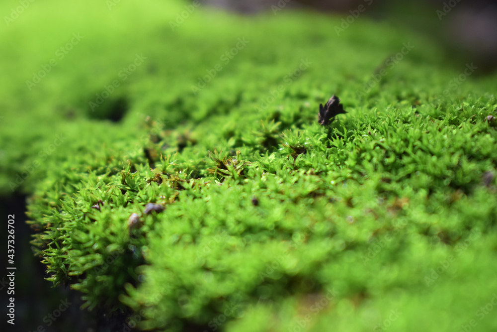 Closer shot on green moss plants Closer shot on green moss plants