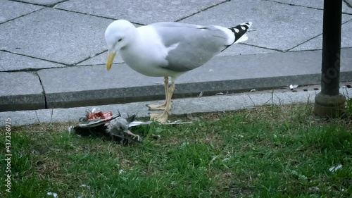 A gull bird pecks and eats the bloody corpse of a pigeon