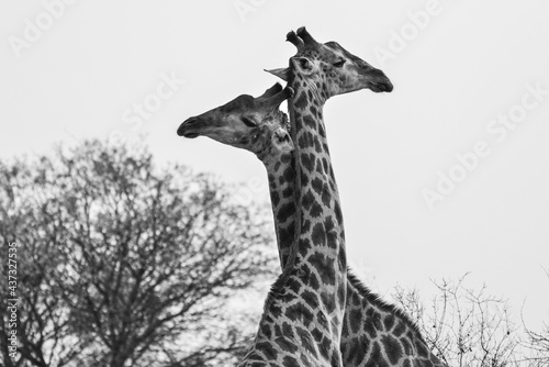 Photography Giraffes dueling at a reserve on the Greater Kruger area, South Africa