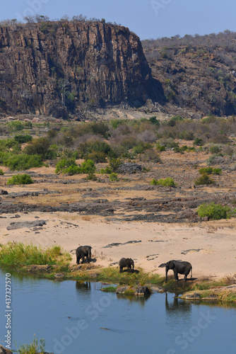 Photography A family of African elephants drinking on the Olifants river while two crocodile