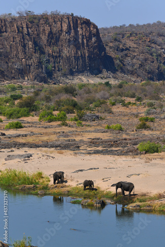 A family of African elephants drinking on the Olifants river while two crocodiles approach, Kruger National Park, South Africa