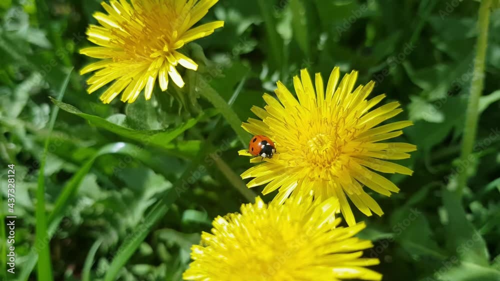4k Scenic spring meadow with many bright yellow dandelions. Yellow dandelions in a field close-up. video shooting motion of blossoming dandelion flowers from wind on the street 4k Scenic spring meadow with many bright yellow dandelions. Yellow dandelions in a field close-up. video shooting motion of blossoming dandelion flowers from wind on the street