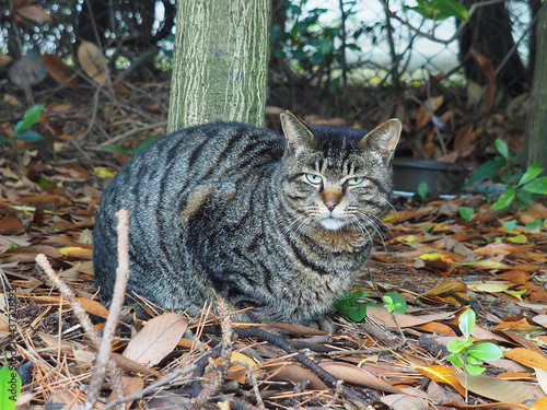 木陰からこちらを見ているキジトラ猫