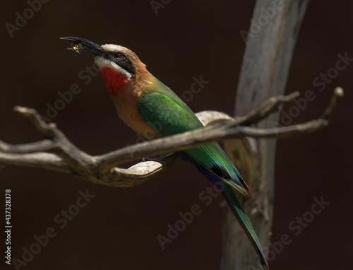 This image shows a wild bee-eater (Merops bullockoides) bird perched amongst tree branches with an insect meal in it's beak.