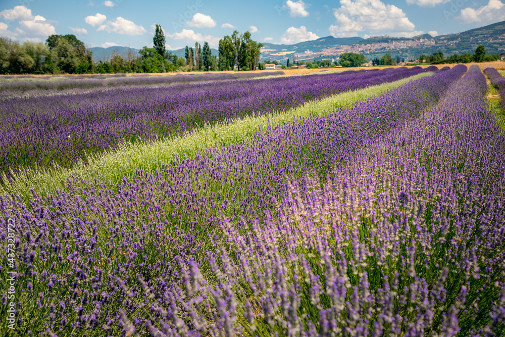 Panoramic view of lavender's fields in blossom period, green hills and mountains visible on the horizon, Assisi, Perugia, Italy