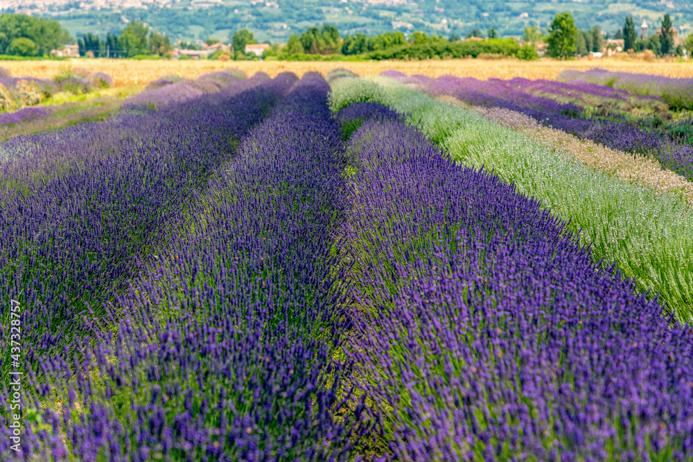 Landscaping view of lavender's fields in blossom period, Assisi, Perugia, Italy