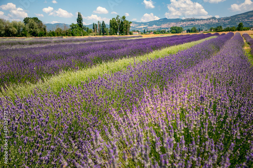 Panoramic view of lavender s fields in blossom period  green hills and mountains visible on the horizon  Assisi  Perugia  Italy