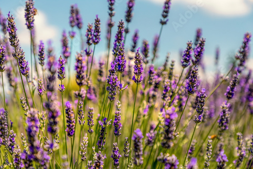 Close up view of colourful purple lavender flowers, Asissi, Perugia, Italy photo