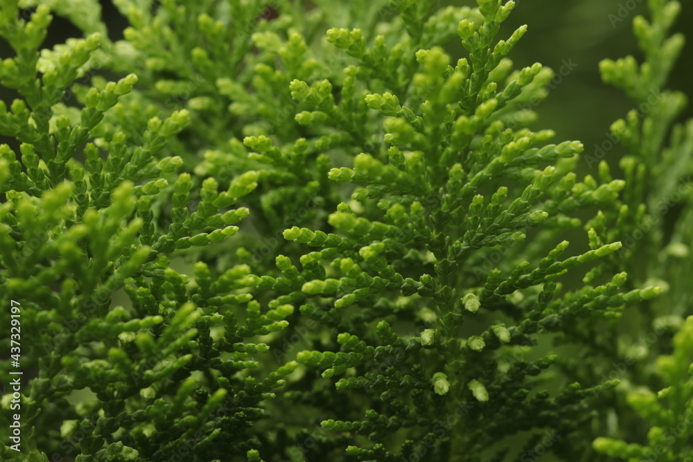 close up of green pine