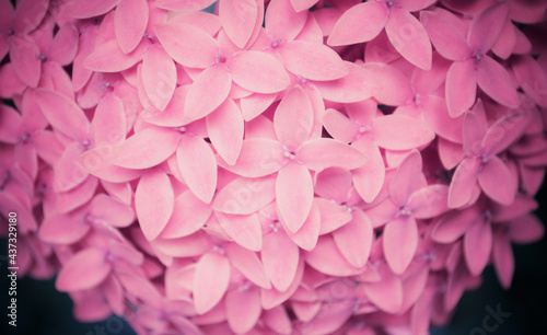 soft focus pink West Indian Jasmine blooming