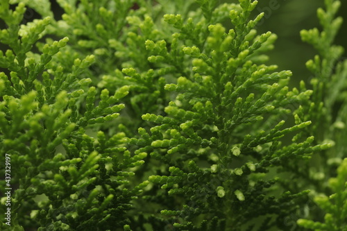 close up of green pine