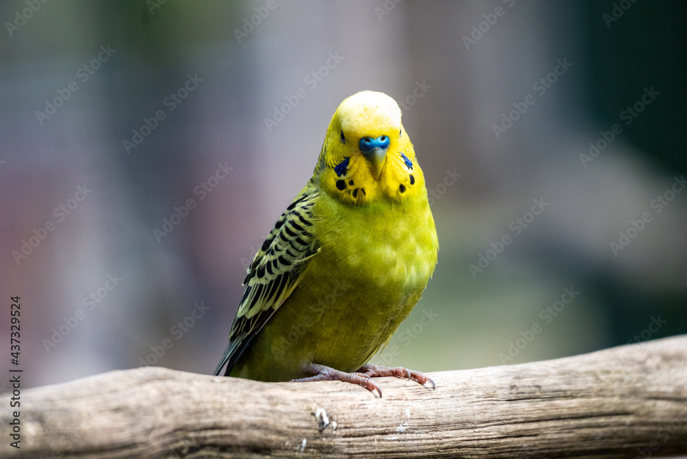 Fototapeta premium Wildgehege und Greifvogelstation Hellenthal