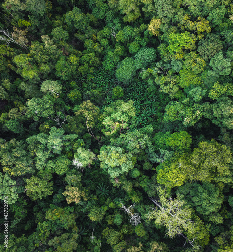 green forest in the tropics from above © artrachen