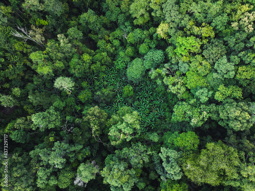 green forest in the tropics from above photo