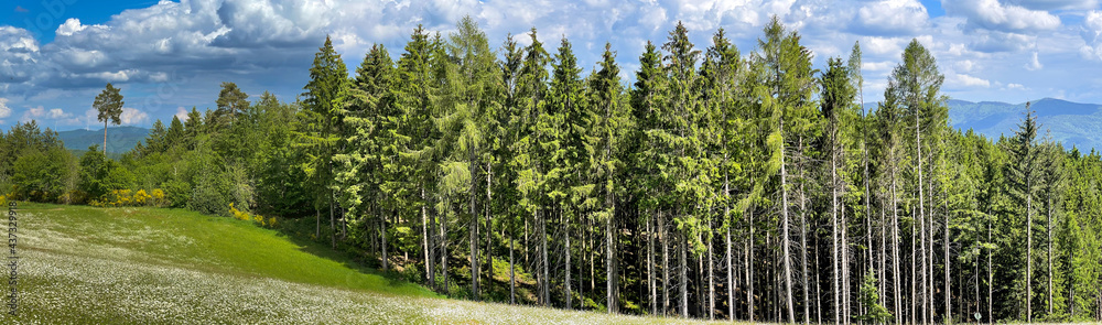 Fototapeta premium Schwarzwald 