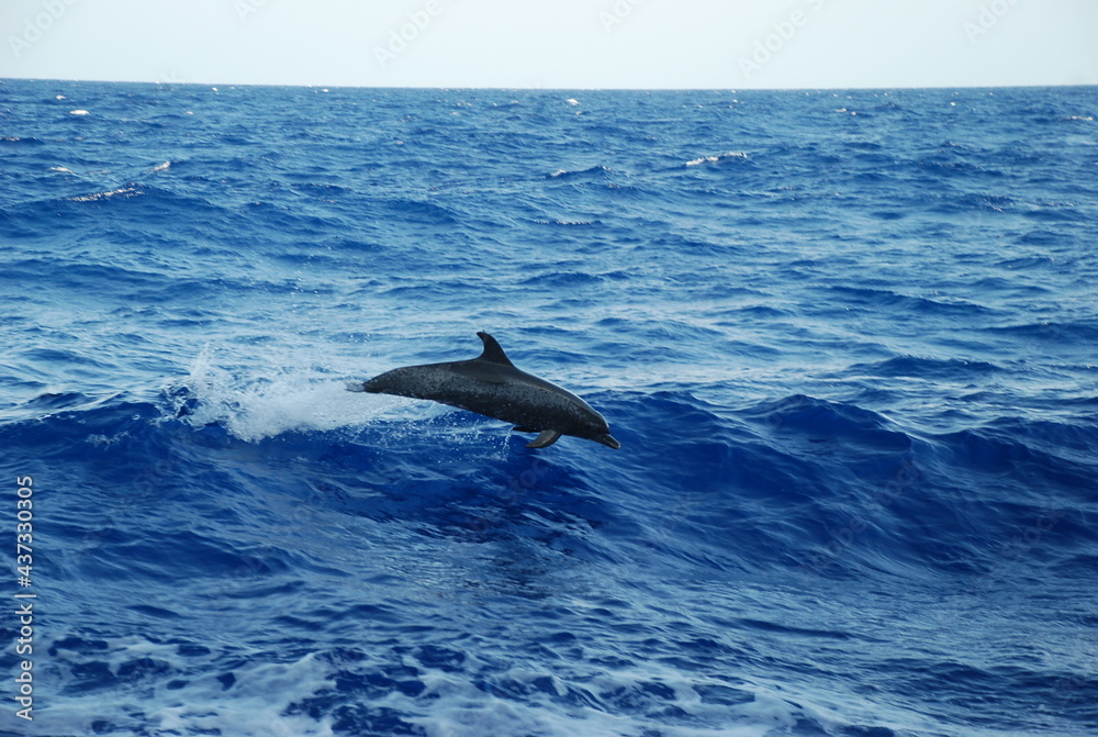 Fototapeta premium dolphin paradise