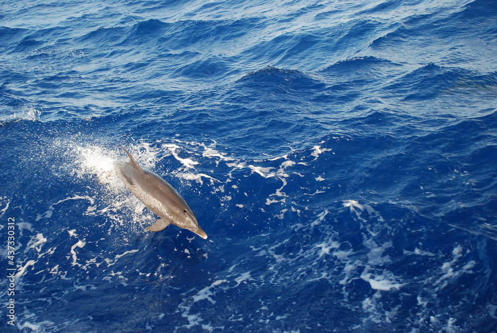 Fototapeta premium dolphin paradise