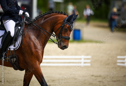 Dressage horse in a dressage test L with curb on a tournament, taken in the head portrait from the side.. © RD-Fotografie