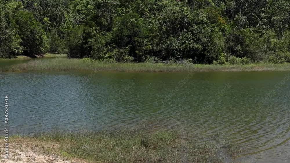 Water surface with trees. Nature background and texture of water ripple.