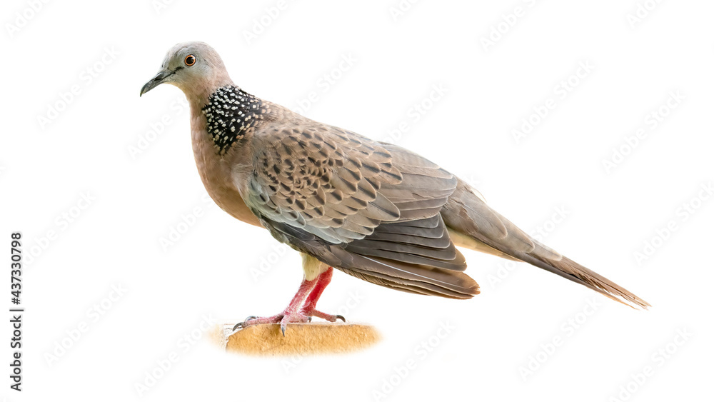 Fototapeta premium Spotted dove perching with wings slightly dropping down
