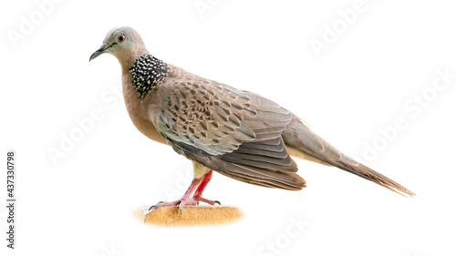 Spotted dove perching with wings slightly dropping down