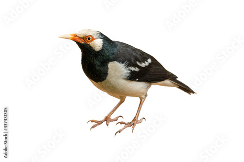 Closed up picture of Asian Pied Myna standing