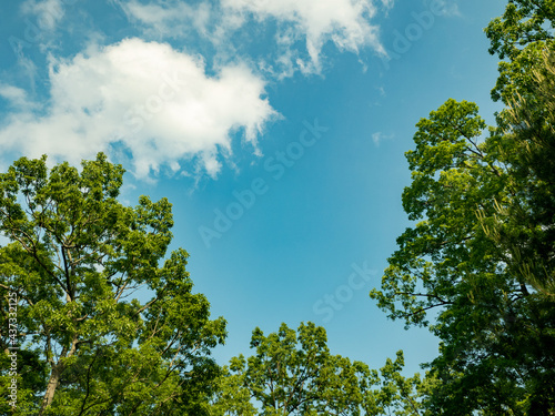 自然公園の空