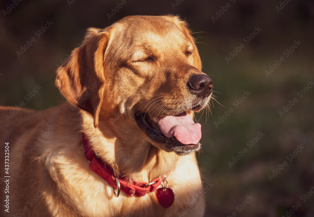 Ridley the Goldador Ridley the Goldador