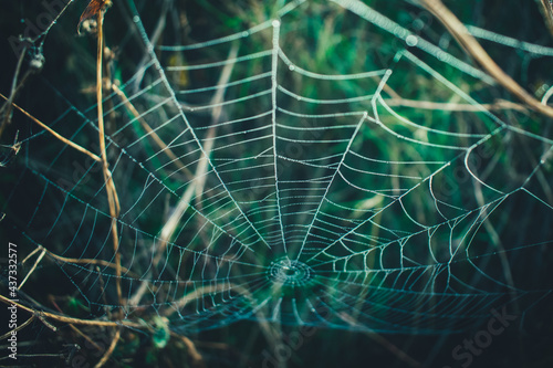 Closeup of a wet cobweb on plants