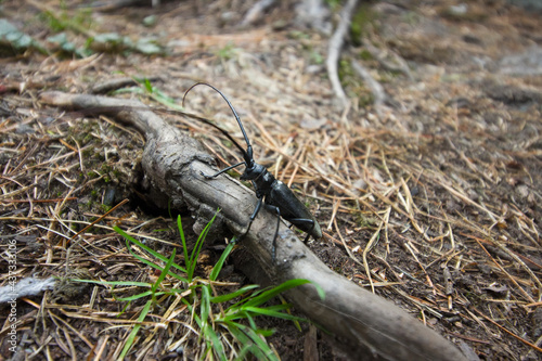 Mountain Altai photo