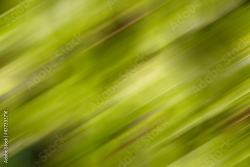 Nature green blur