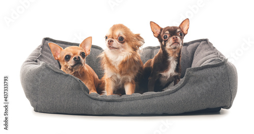 Cute chihuahua dogs in pet bed on white background