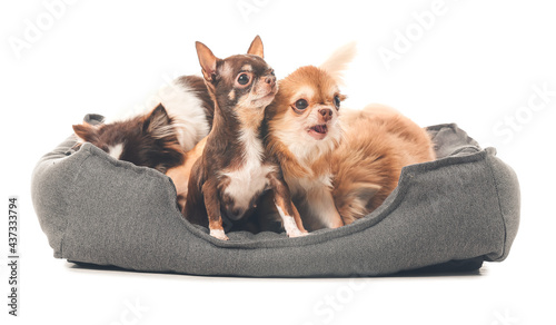 Photography Cute chihuahua dogs in pet bed on white background
